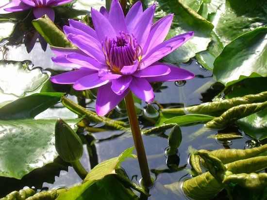 Antiguo Jardín Botánico de Goettingen